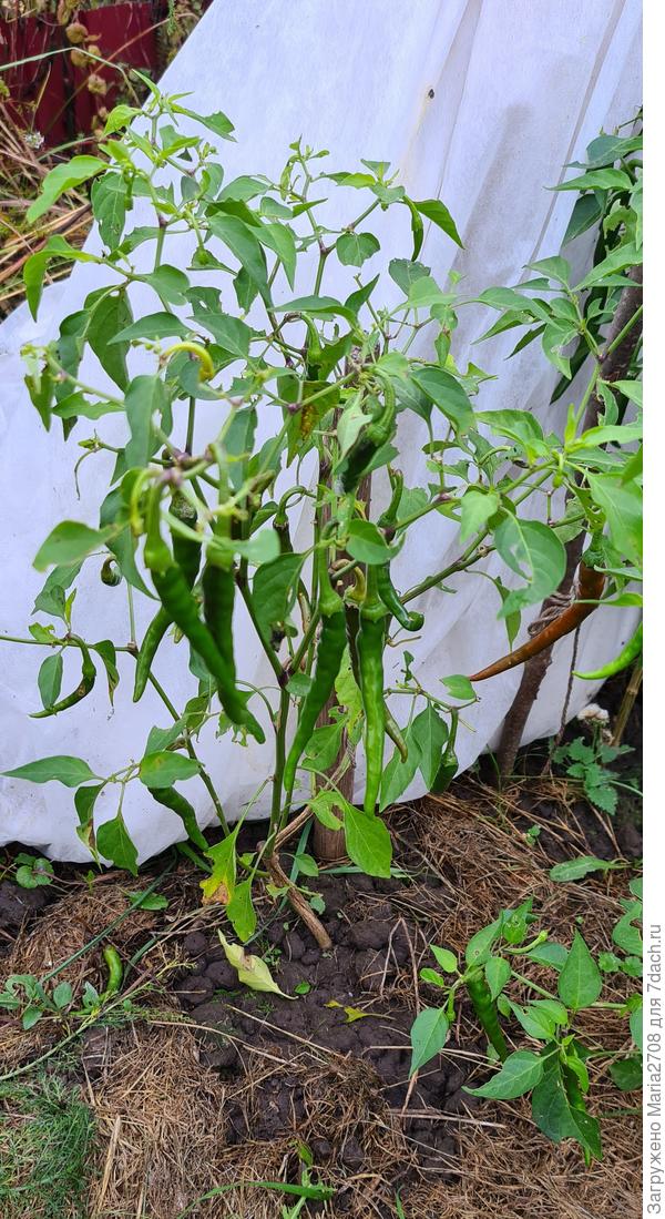 Собираю урожай