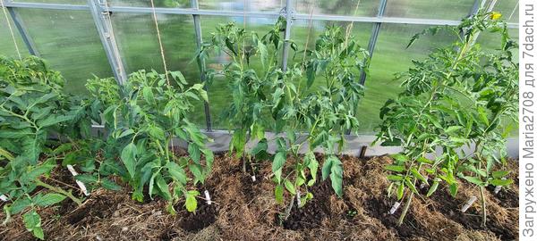 Цветение томатов