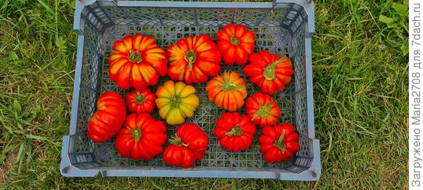 Лотарингская красавица