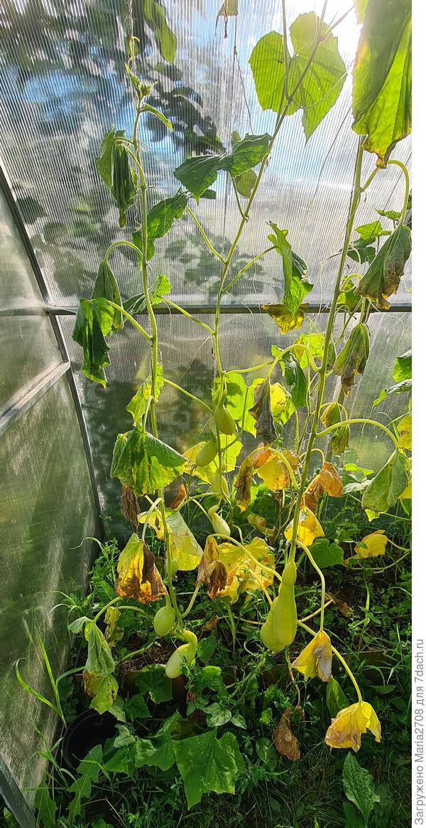 Огурцы 18 июля