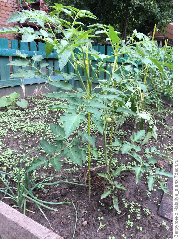 Часть из этих томатов лежала на земле после грозы