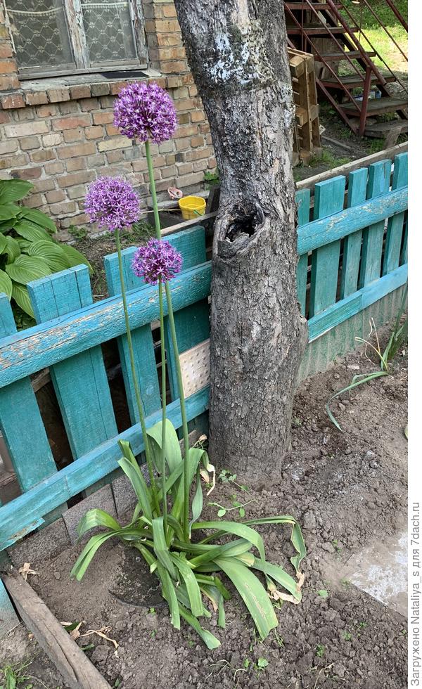 наш аллиум на даче
