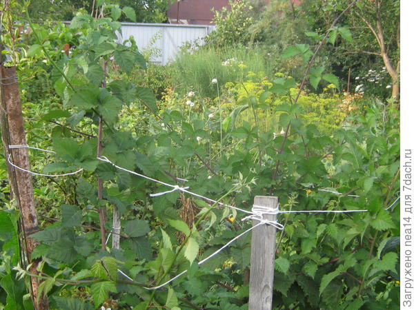 Видны новые высокие молодые побеги