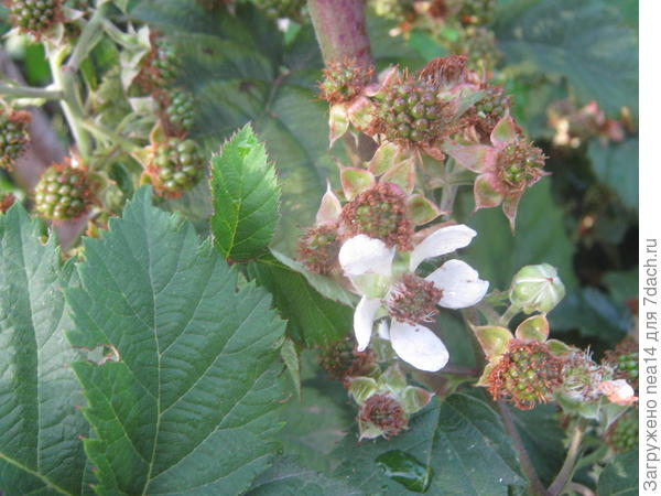 Завязь на однолетних побегах