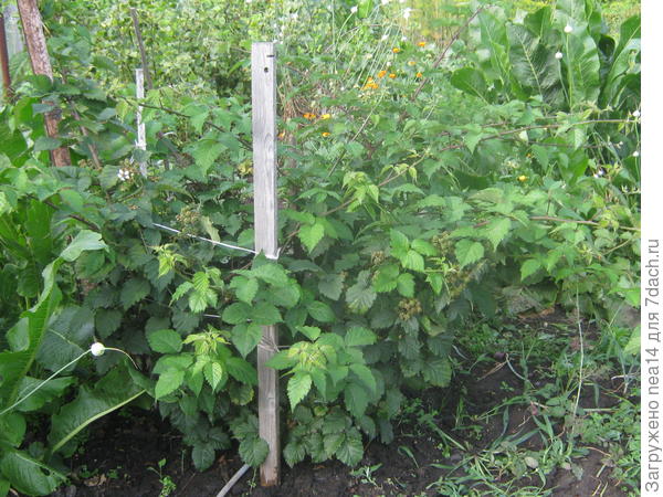 24 июля еще и цветет