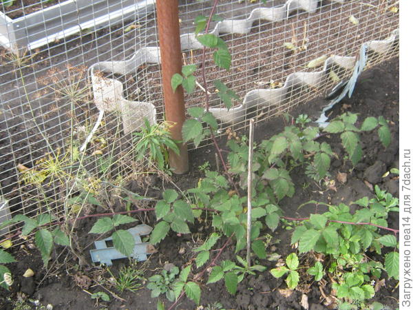 Этот сам вырос от него, прошлый годконец ветки зацепился.