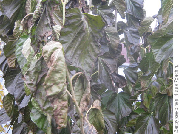 Листья у шелковицы