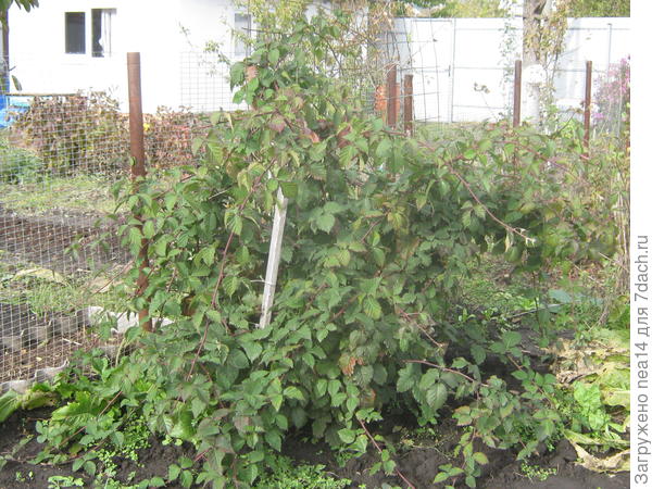 18 октября, все листья зеленые, зимовать не собирается?