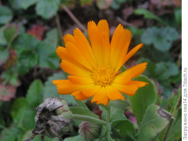 вчера, 25 октября еще были цветки, сегодня - зима!