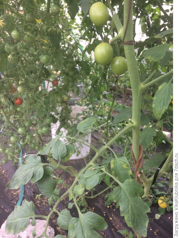 На месте желтых пятен с внутренней стороны серо-желтая плесень, кое где на верхней стороне листьев уже пятна плесневые появились.