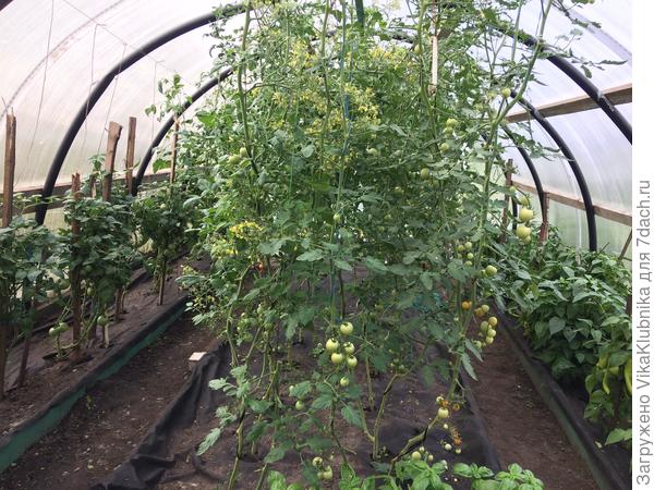 Вот так выглядит Теплица, в которой более менее дела обстоят. Обрезала всё листья ниже кистей и там где много листьев между собой соприкасались или помидорка затемняли. Может их можно ещё обрезать?