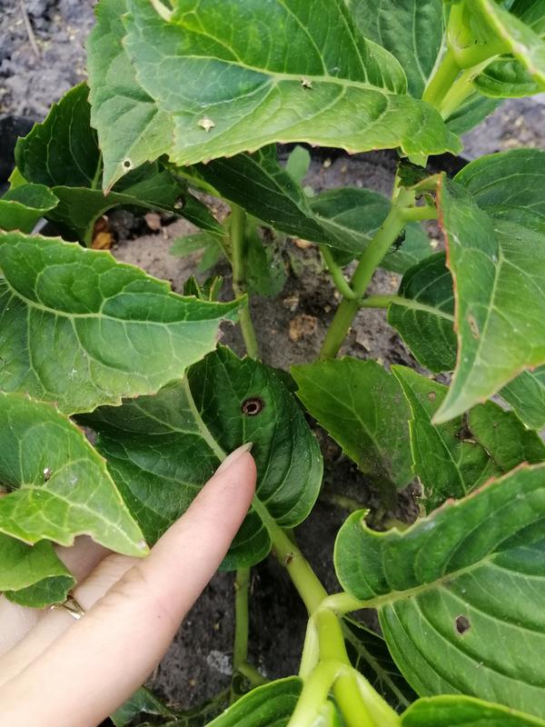 Гортензия "Спайк". Листья в дырочку с бурыми краями.