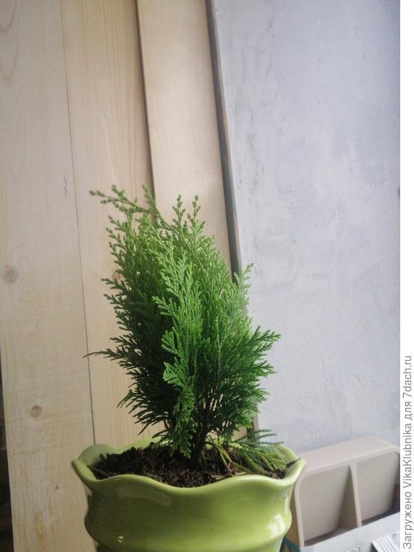 Общий вид здорового