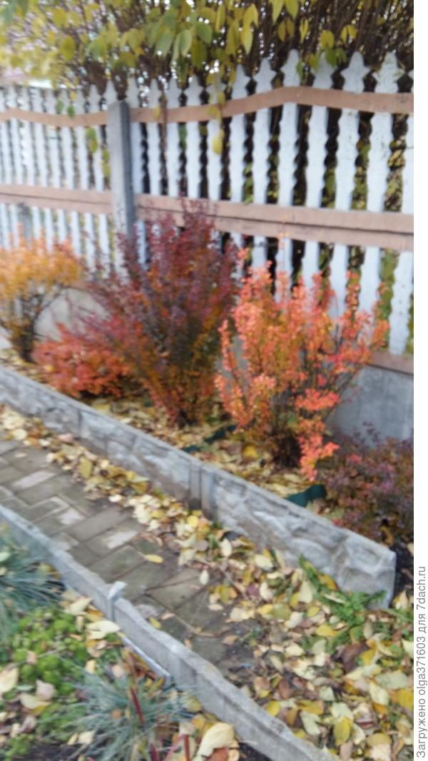 Это барбарисы осенью, октябрь.