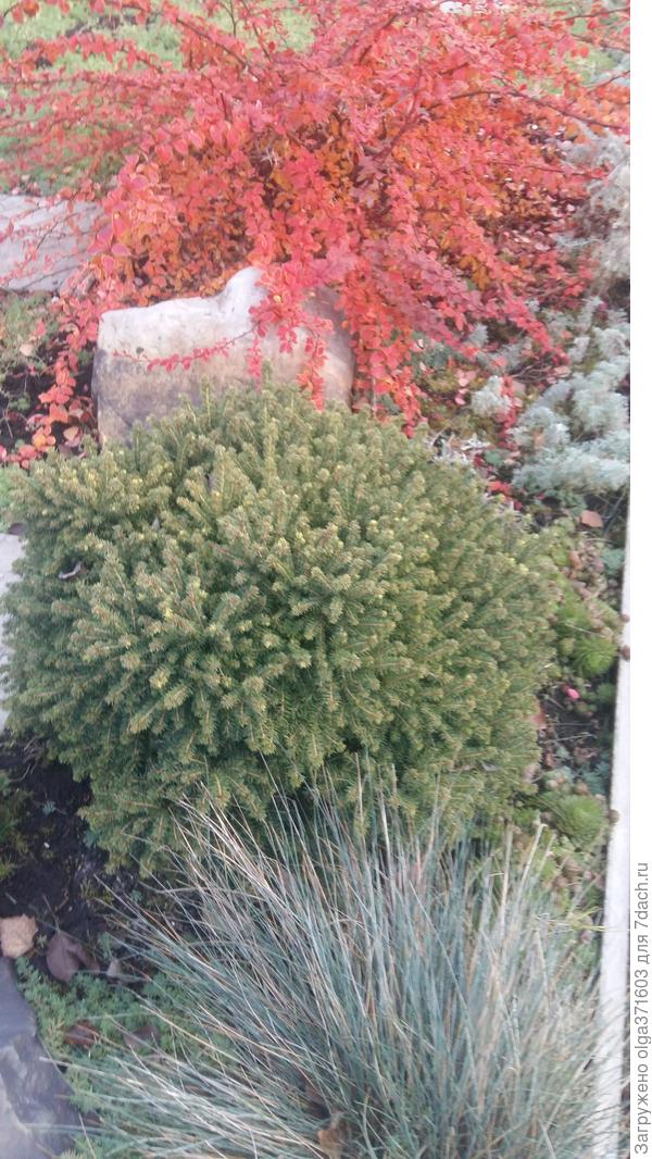 Это елочка Литтл Джем, за ней барбарис, впереди Овсяница Сизая.