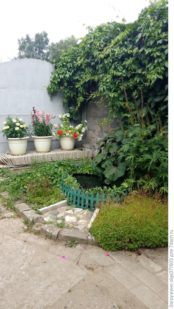 Фиалка - враг упорный и трудно искоренимый.