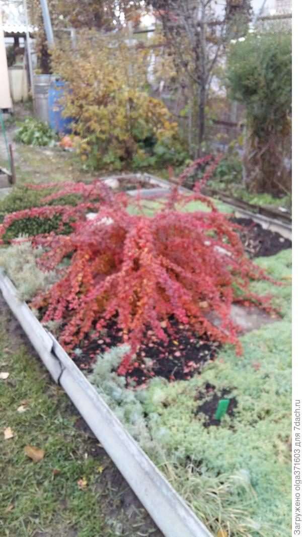 Этот барбарис уже немного подстригали.