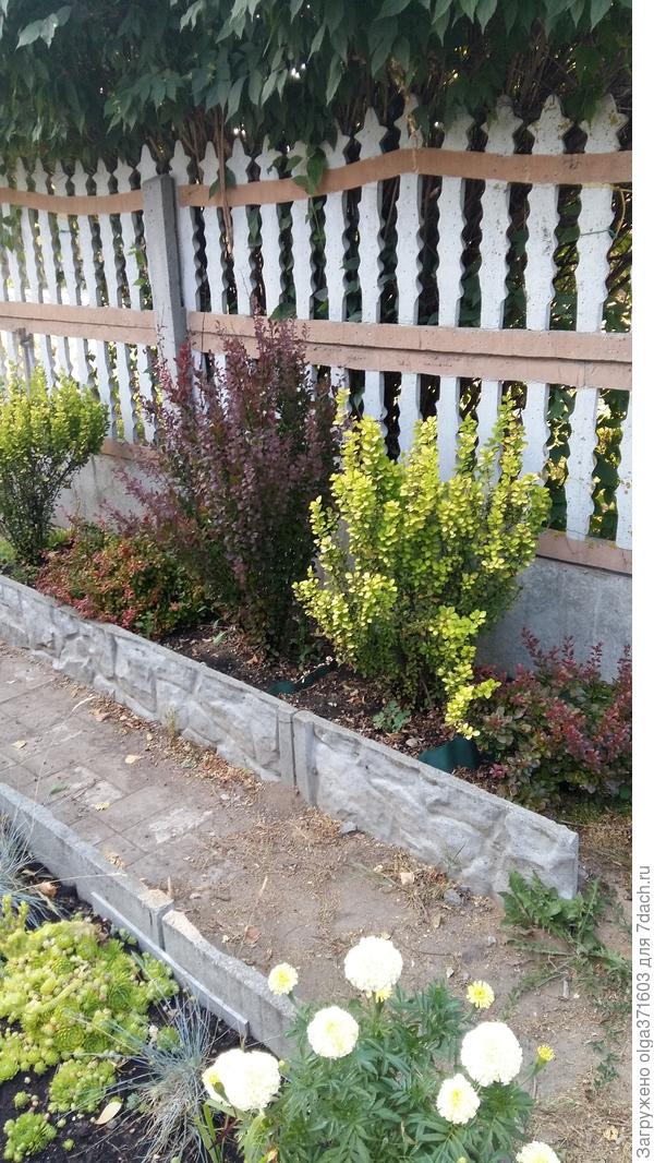 Середина лета. У кустиков разная форма от природы и разные цвета.