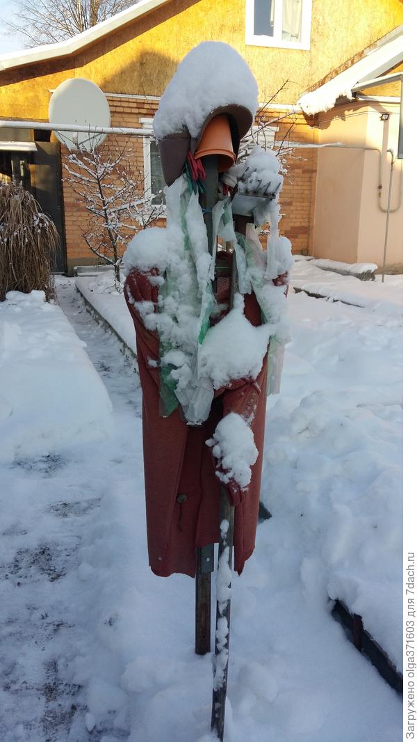 Пугало стоит крепко. Охраняет ежевику от дроздов.