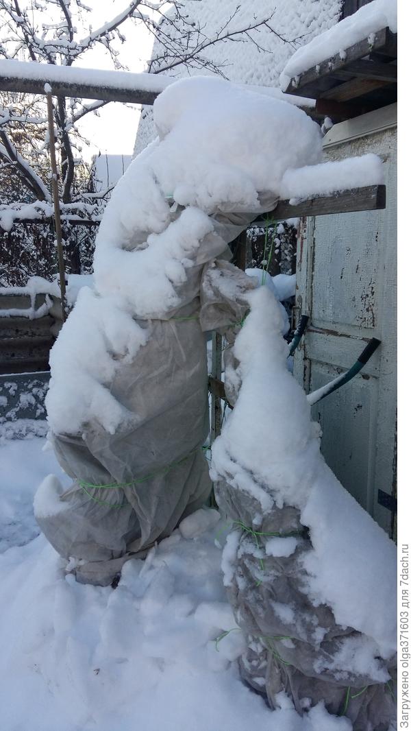 Как зверюшки.... это в начале зимы.