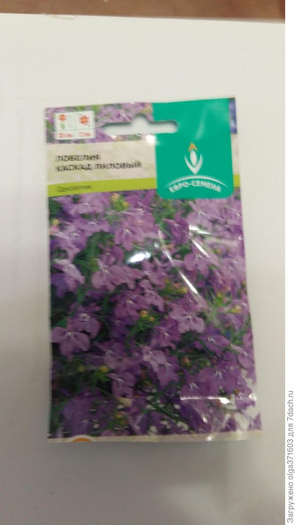 Первый раз у меня фиолетовая лобелия