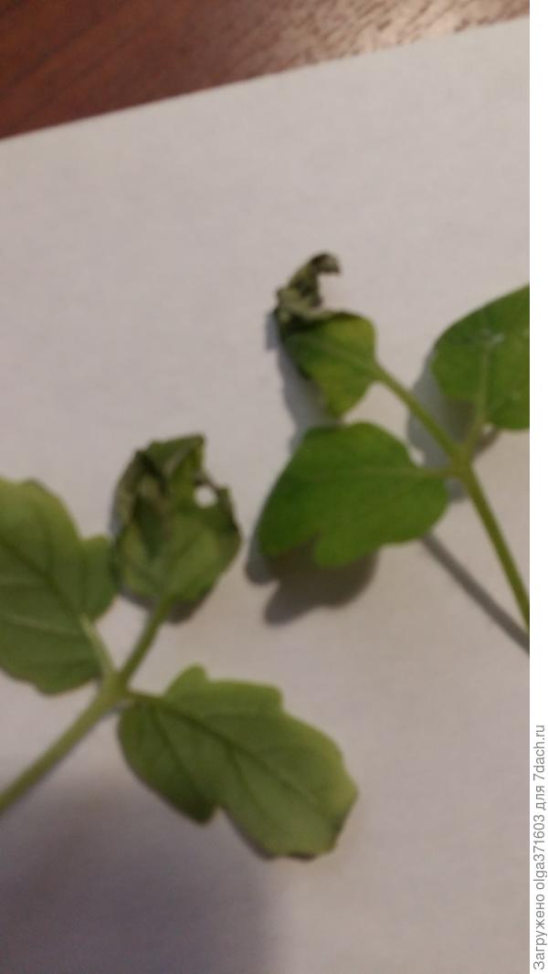 Вот пострадавшие листочки