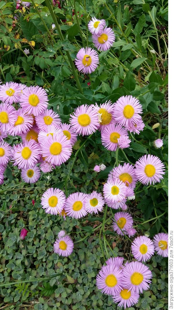 Розовый бриллиант