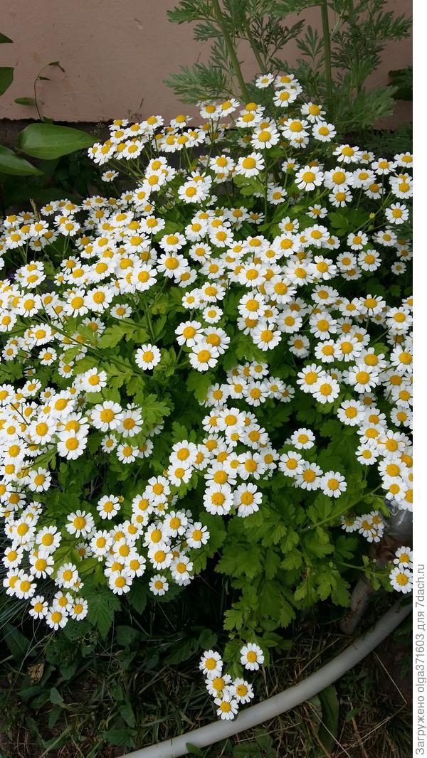 Крошки ромашки.  Скорее всего это летние хртзантемки