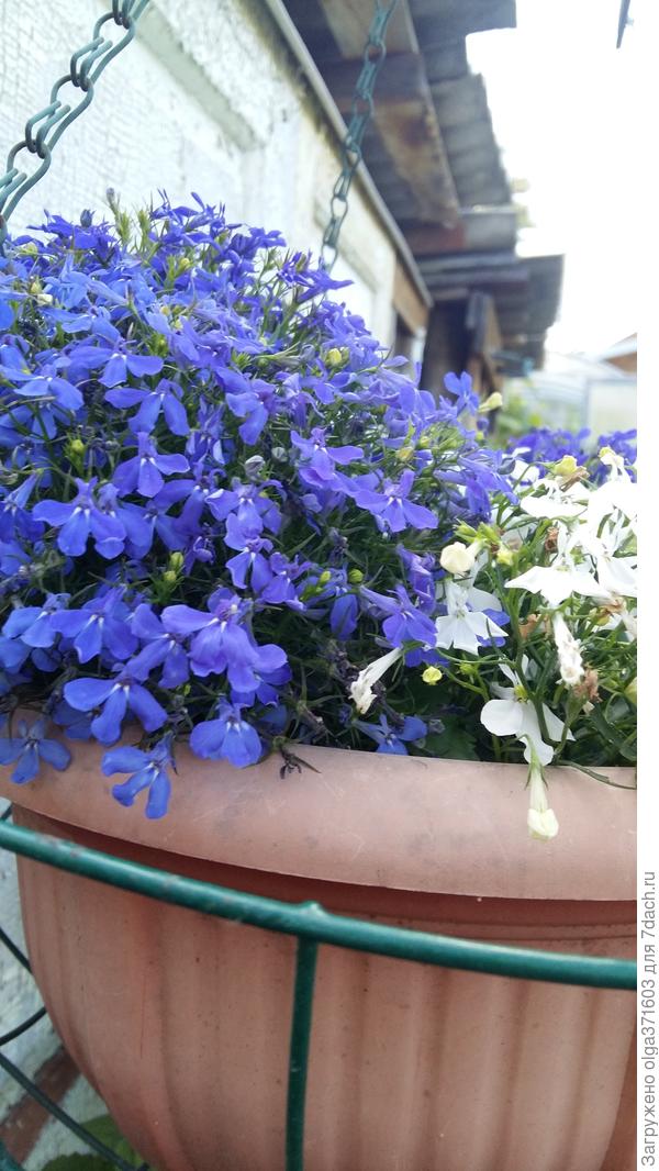 А все таки они выросли!