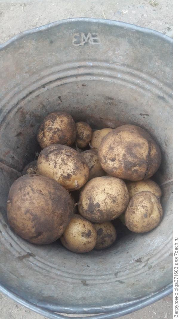 Урожай с 2 кустов.