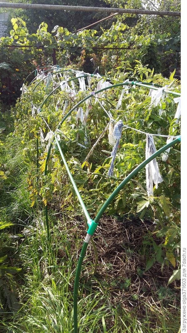 Все еще зеленые