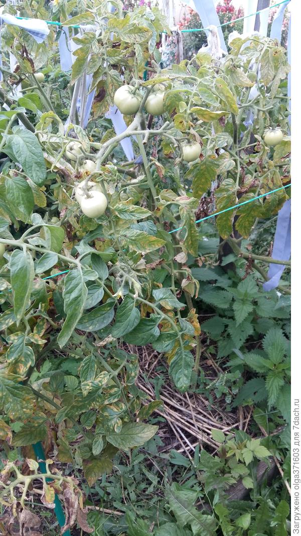 Неделю назад. Бодрые, держат строй.