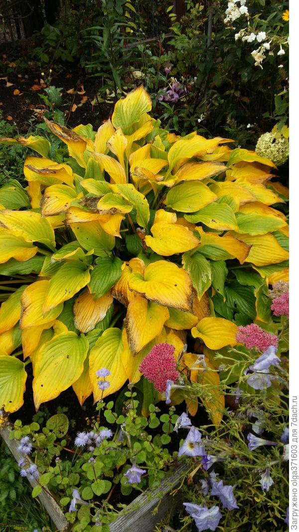 Даже в увядании красива