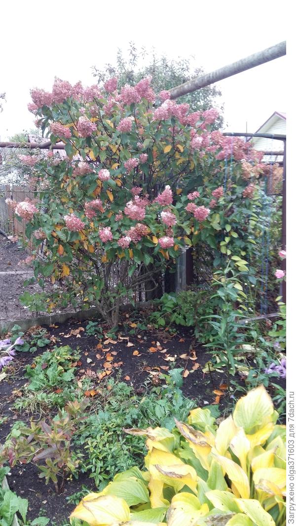 Пока еще яркая