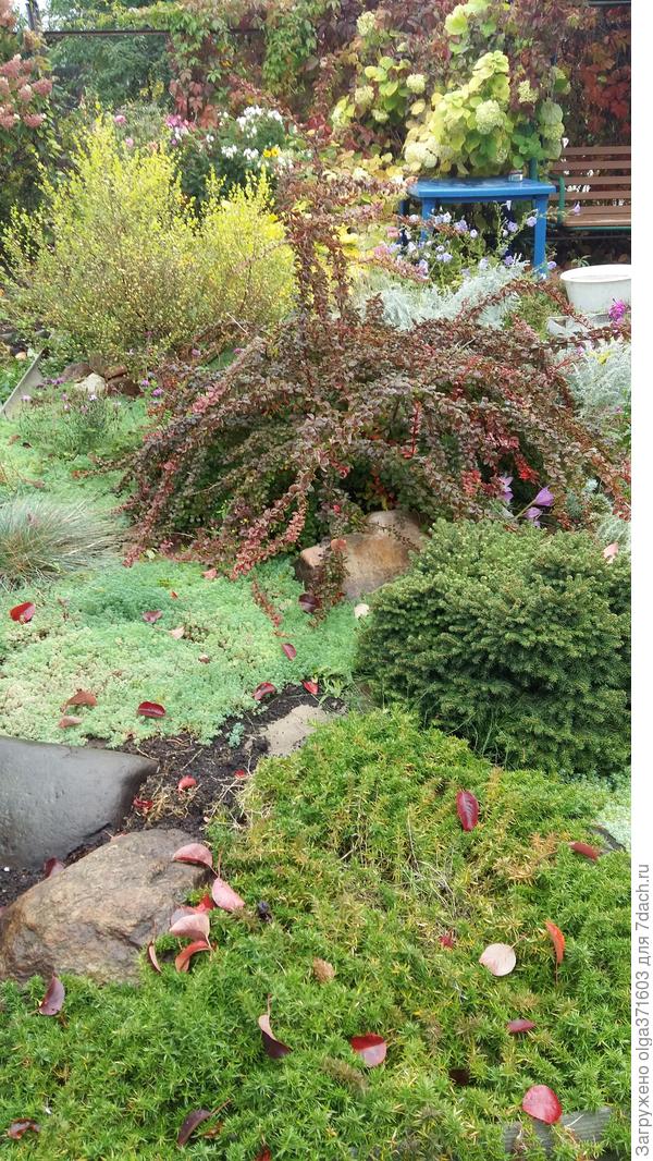 Мы называем эту клумбу - болотце