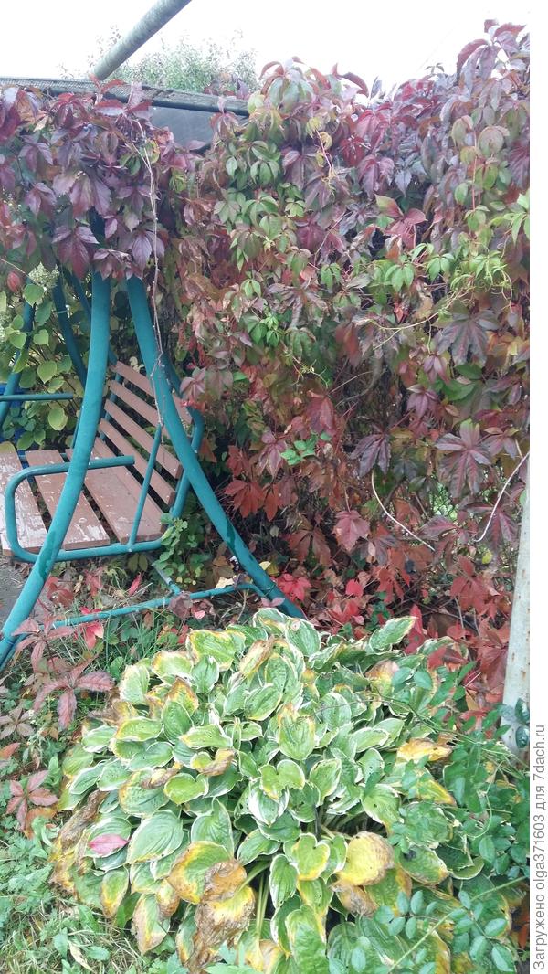 Красный - один из самых красивых оттенков осени