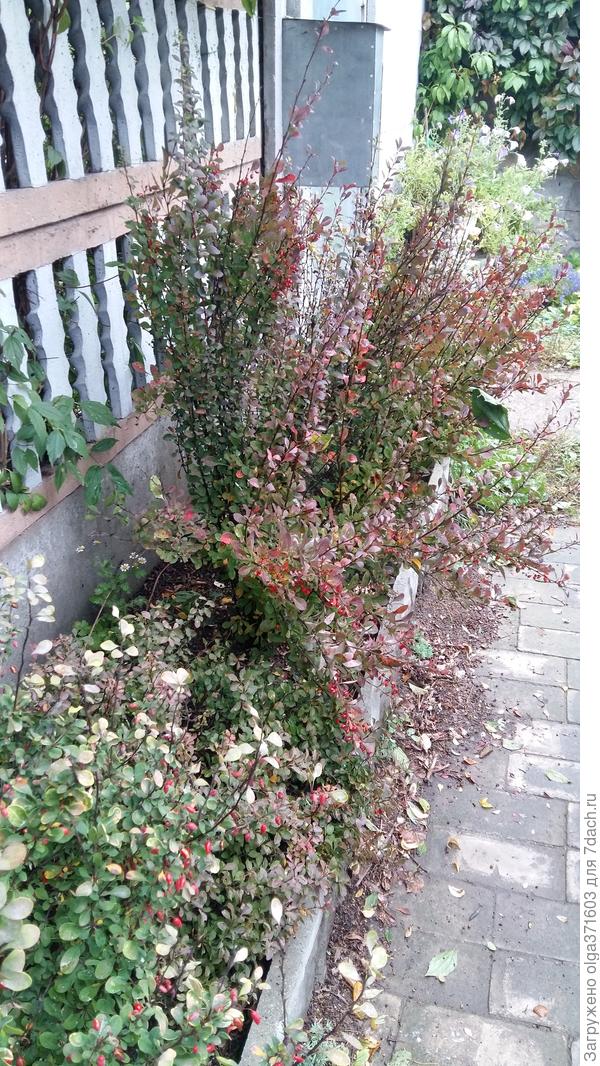 Барбарисы так и не подстригли