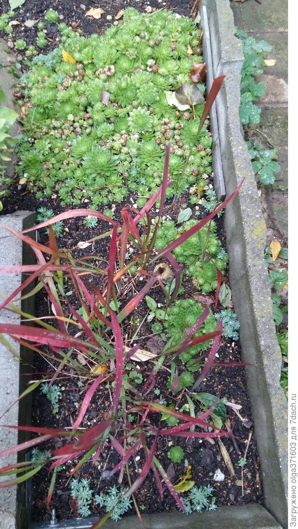 Осока красная по природе, а не только осенью