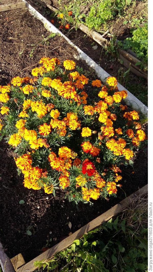 Вот такой малыш на чесночной грядке