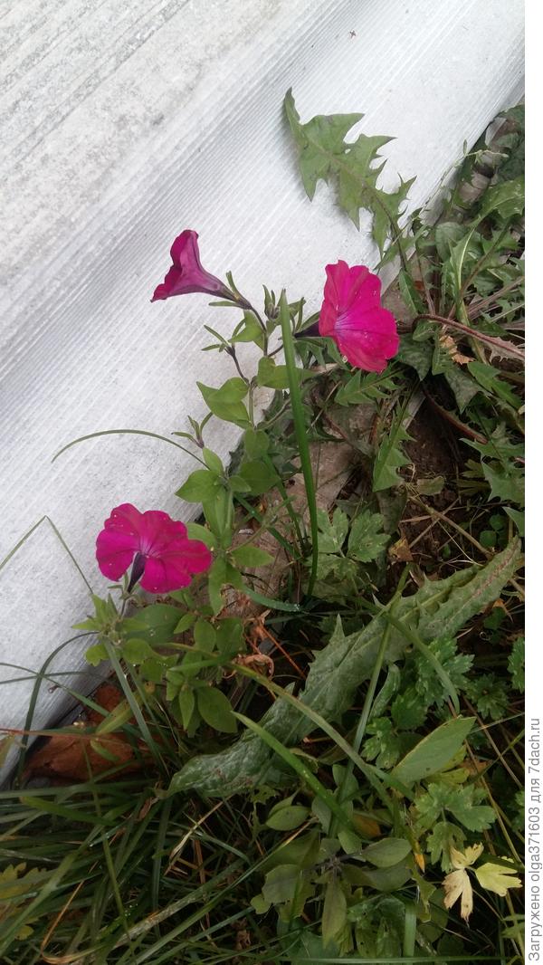 Все нипочем,  даже минус.