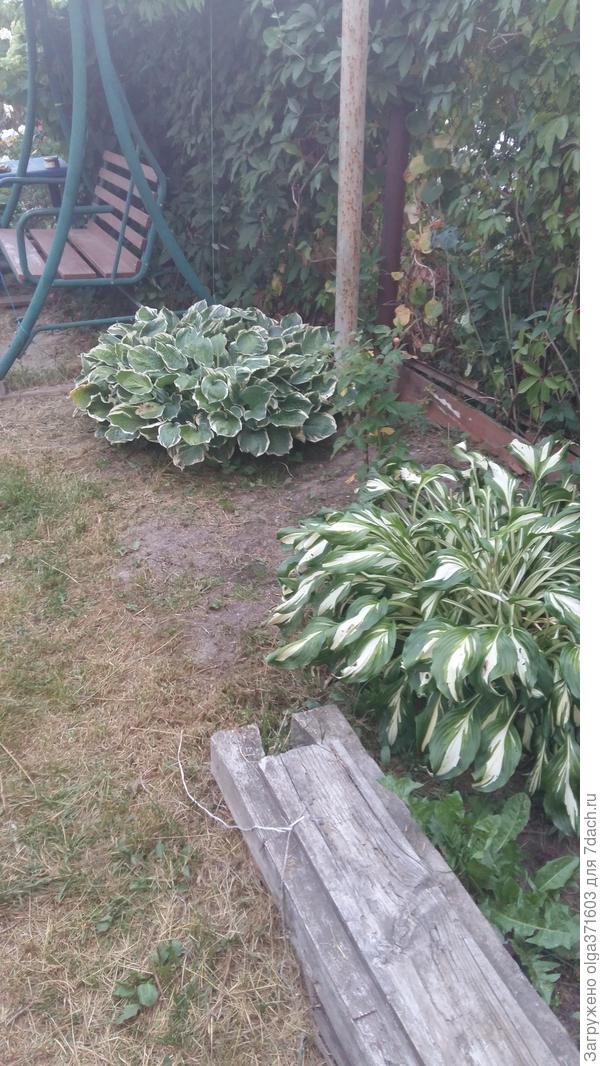 Тоже Хосты без названия.