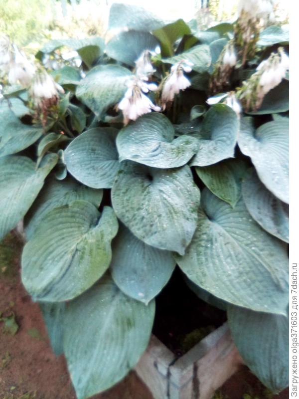 Императрица Ву.