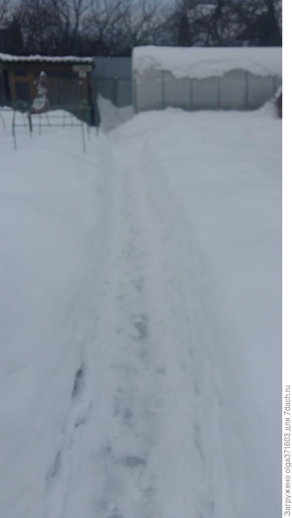 Центральный проспект в огороде