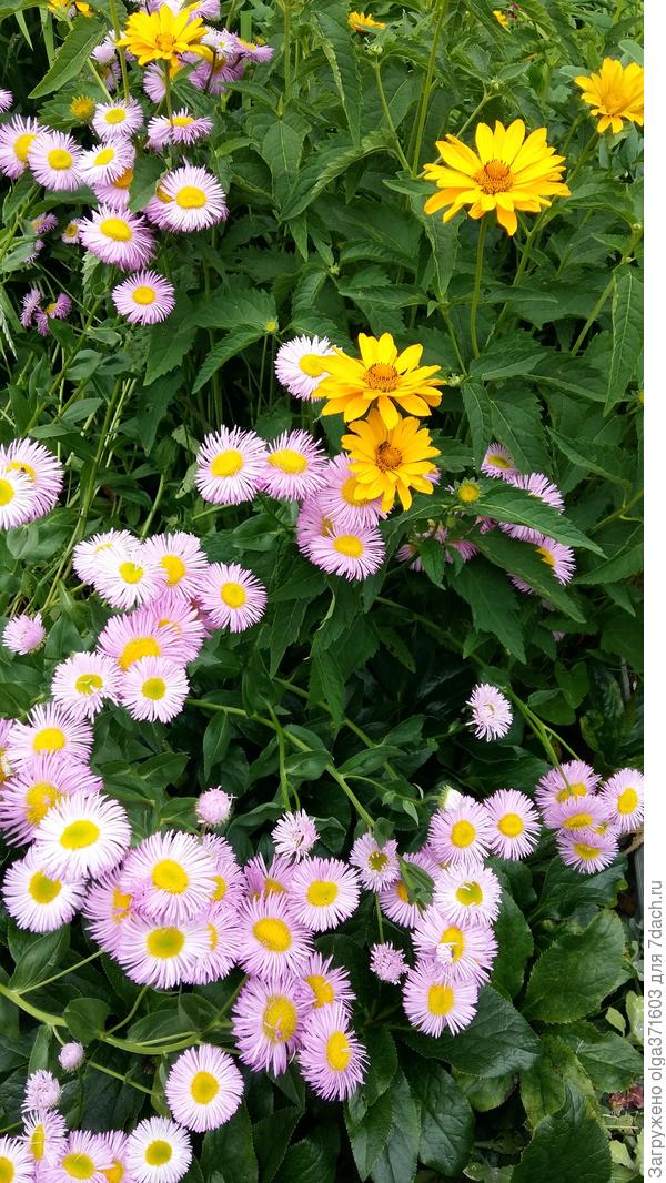 Ранние астры и желтые ромашки. Официальные названия не знаю.