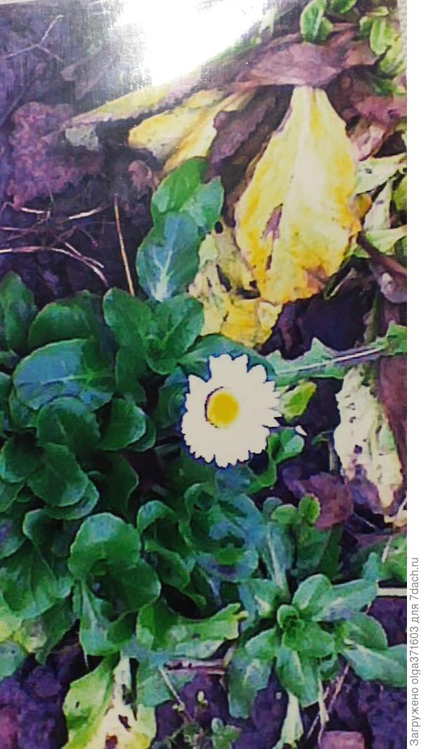 Маргаритка