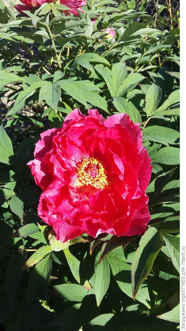 Древовидный пион