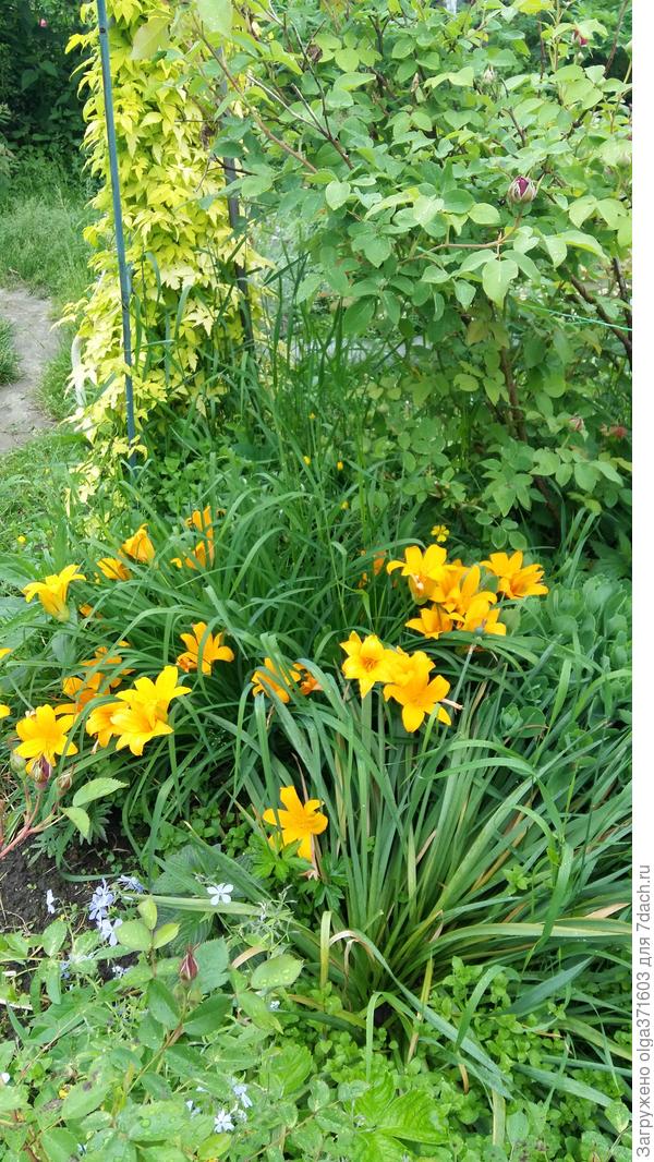 Возможно лилейник