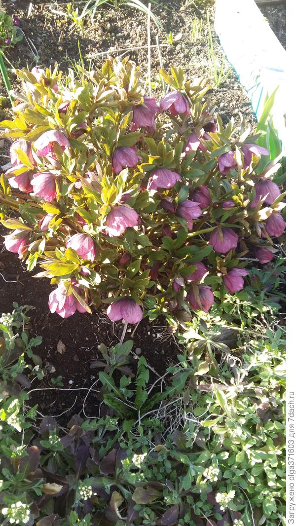 Морозник, освещенный солнцем.