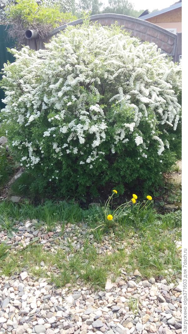 Спирея серая. После зимы и одуванчик в радость.
