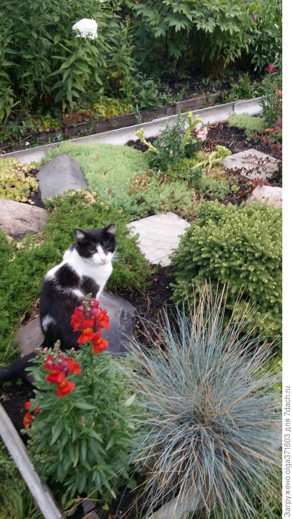 Овсяница сизая